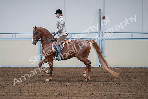 2020 - AB Morgan Horse - Fri, Sept 04 - 01561