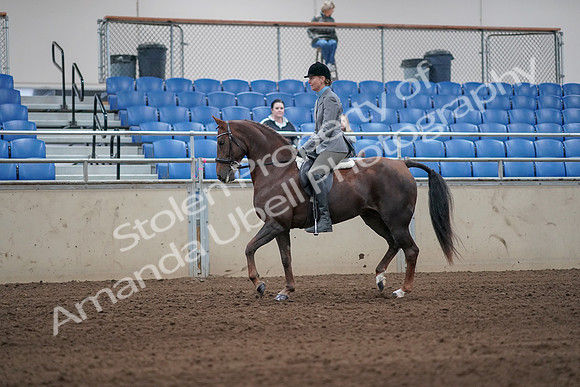 2019 Morgan Horse Show - Sept 01, 2019 - 06230