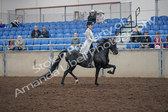 2019 Morgan Horse Show - Aug 31, 2019 - 09510