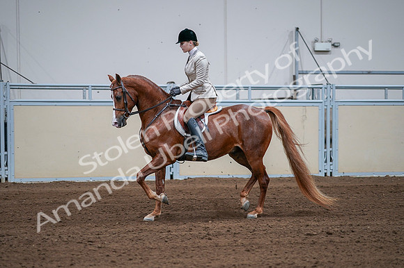 2020 - AB Morgan Horse - Fri, Sept 04 - 01639