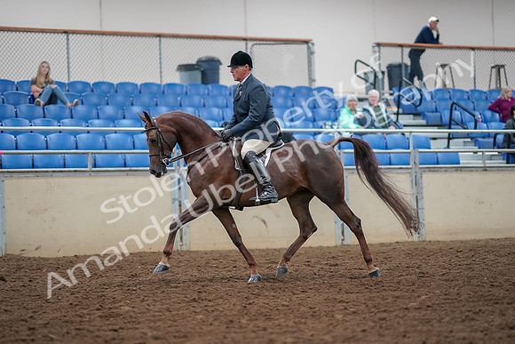 2019 Morgan Horse Show - Aug 30, 2019 - 17248