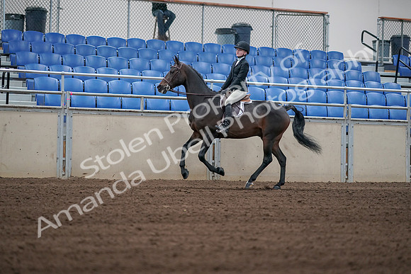 2019 Morgan Horse Show - Sept 01, 2019 - 03754