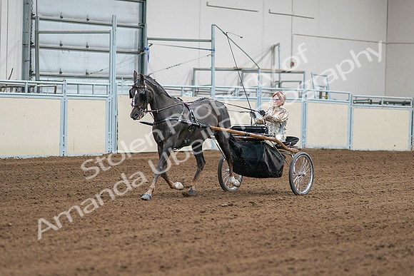 2020 - AB Morgan Horse - Sat, Sept 05 - 05968