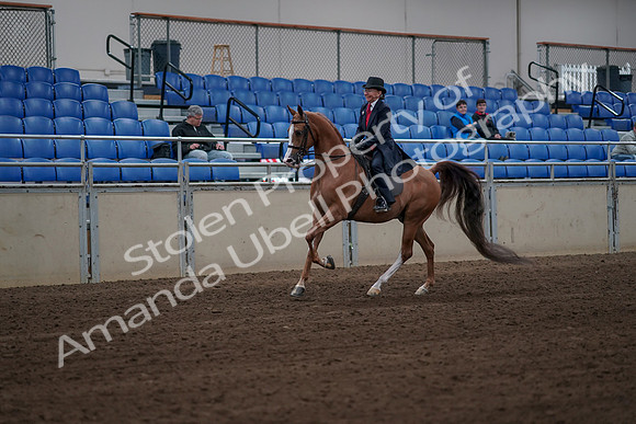 2019 Morgan Horse Show - Sept 01, 2019 - 11960