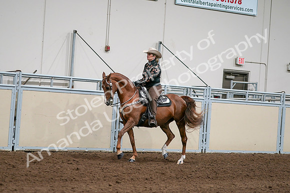 2020 - AB Morgan Horse - Fri, Sept 04 - 08419