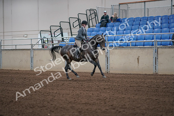 2019 Morgan Horse Show - Sept 01, 2019 - 11086