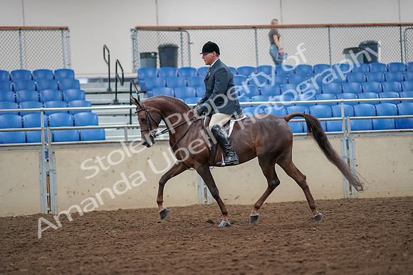 2019 Morgan Horse Show - Aug 30, 2019 - 17336