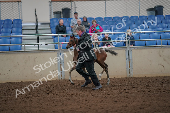 2019 Morgan Horse Show - Aug 30, 2019 - 24662