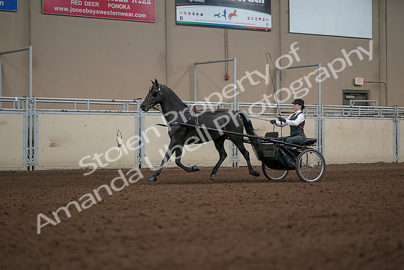 2019 Morgan Horse Show - Aug 31, 2019 - 04679