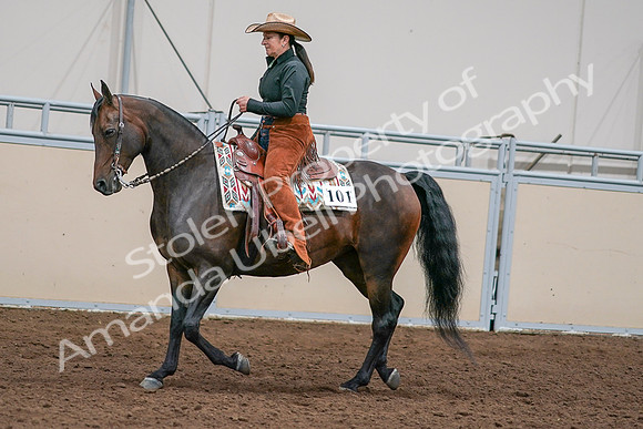 2020 - AB Morgan Horse - Sun, Sept 06 - 01555