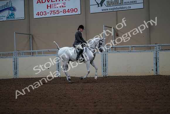 2019 Morgan Horse Show - Aug 30, 2019 - 17546