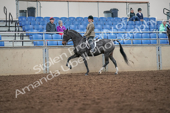 2019 Morgan Horse Show - Aug 30, 2019 - 20051