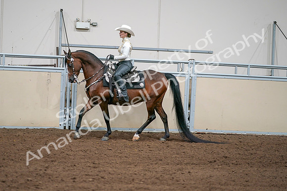 2020 - AB Morgan Horse - Fri, Sept 04 - 08365
