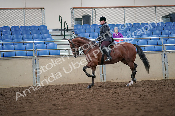 2019 Morgan Horse Show - Aug 30, 2019 - 20445