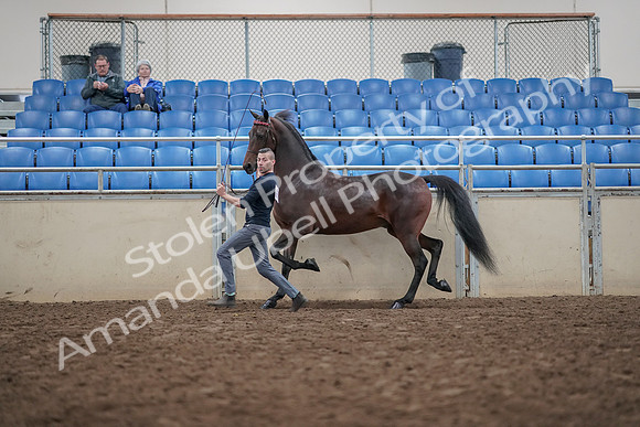 2019 Morgan Horse Show - Aug 31, 2019 - 03650