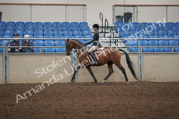 2019 Morgan Horse Show - Aug 31, 2019 - 04975