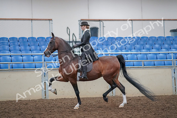 2019 Morgan Horse Show - Aug 30, 2019 - 21410