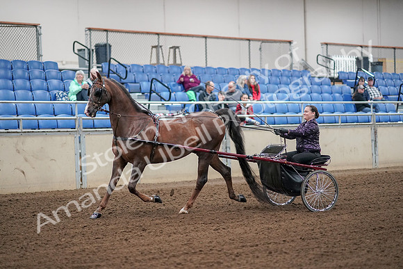 2019 Morgan Horse Show - Aug 30, 2019 - 13063