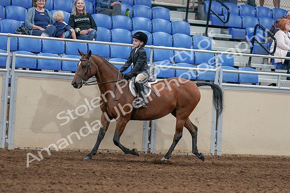2020 - AB Morgan Horse - Sat, Sept 05 - 10617