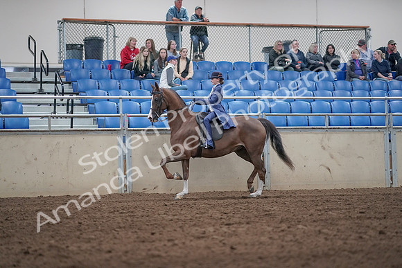 2019 Morgan Horse Show - Aug 31, 2019 - 20444