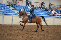 2020 - AB Morgan Horse - Sat, Sept 05 - 09694