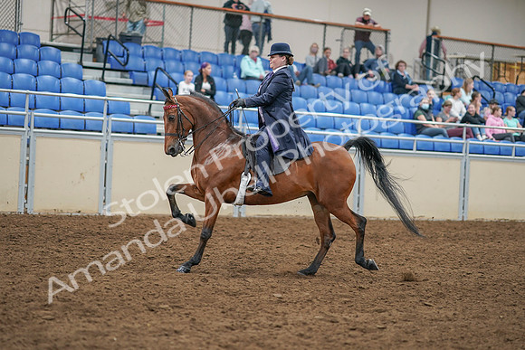 2020 - AB Morgan Horse - Sat, Sept 05 - 09694