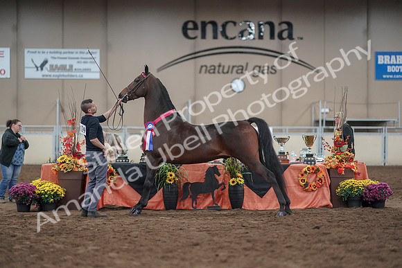 2019 Morgan Horse Show - Aug 31, 2019 - 03807