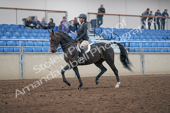 2019 Morgan Horse Show - Aug 31, 2019 - 20519