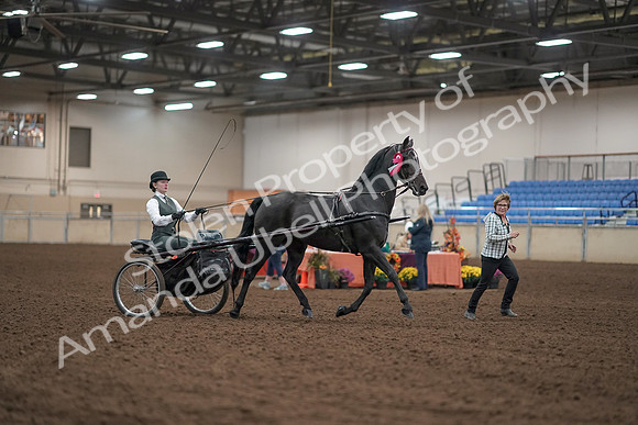 2019 Morgan Horse Show - Aug 31, 2019 - 04803