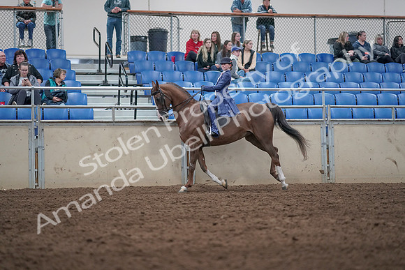 2019 Morgan Horse Show - Aug 31, 2019 - 20634