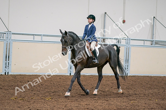 2020 - AB Morgan Horse - Sun, Sept 06 - 08176
