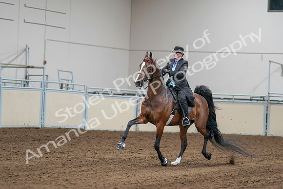 2020 - AB Morgan Horse - Sat, Sept 05 - 13149