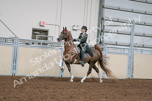 2020 - AB Morgan Horse - Sat, Sept 05 - 13020