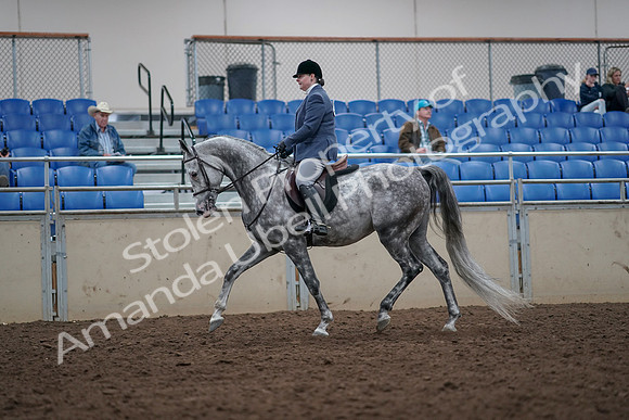 2019 Morgan Horse Show - Aug 31, 2019 - 14773