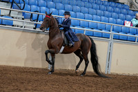 2020 - AB Morgan Horse - Fri, Sept 04 - 03632