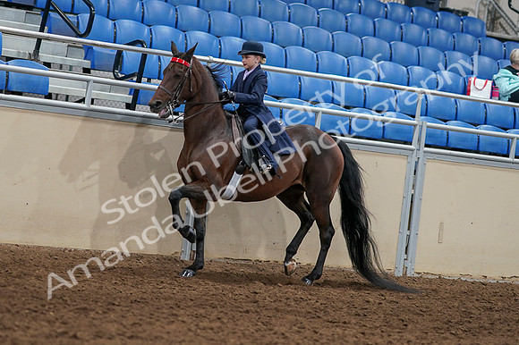 2020 - AB Morgan Horse - Fri, Sept 04 - 03632