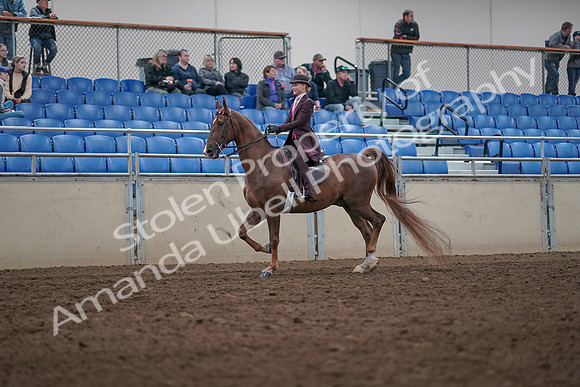 2019 Morgan Horse Show - Aug 31, 2019 - 20510