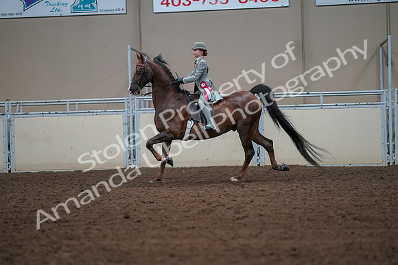 2019 Morgan Horse Show - Aug 30, 2019 - 18251