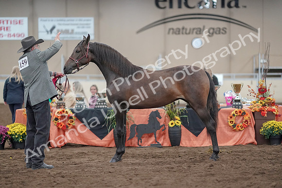 2019 Morgan Horse Show - Aug 31, 2019 - 02879