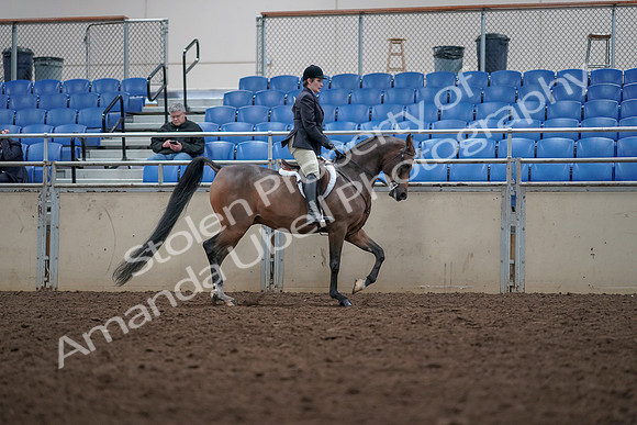2019 Morgan Horse Show - Aug 31, 2019 - 16180