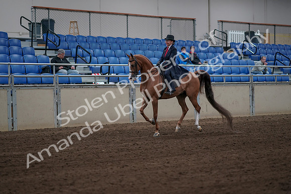 2019 Morgan Horse Show - Sept 01, 2019 - 11956