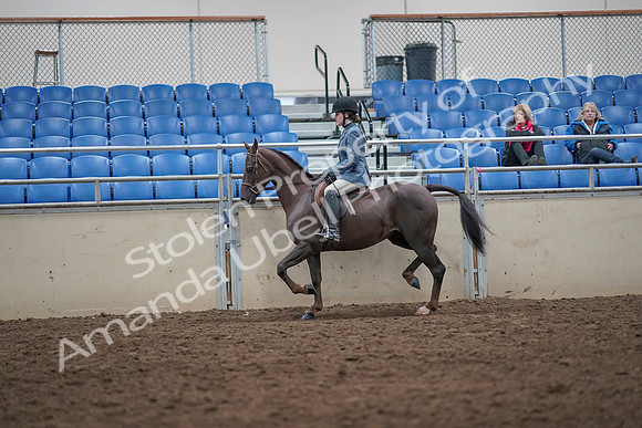 2019 Morgan Horse Show - Aug 31, 2019 - 16513