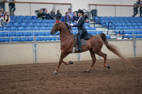 2019 Morgan Horse Show - Aug 31, 2019 - 20355