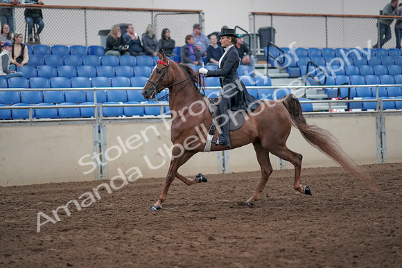 2019 Morgan Horse Show - Aug 31, 2019 - 20355