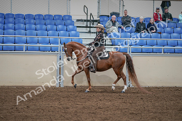2020 - AB Morgan Horse - Fri, Sept 04 - 08346