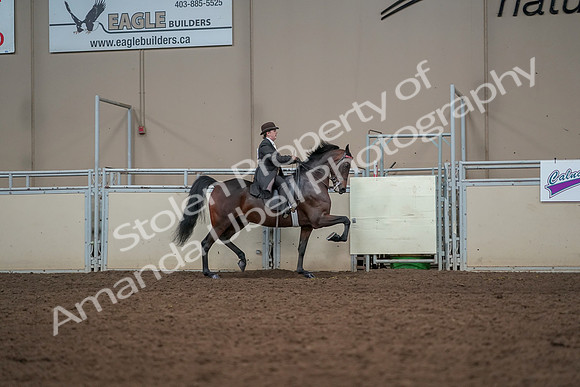 2019 Morgan Horse Show - Aug 30, 2019 - 28122