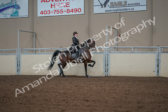 2019 Morgan Horse Show - Aug 30, 2019 - 28101