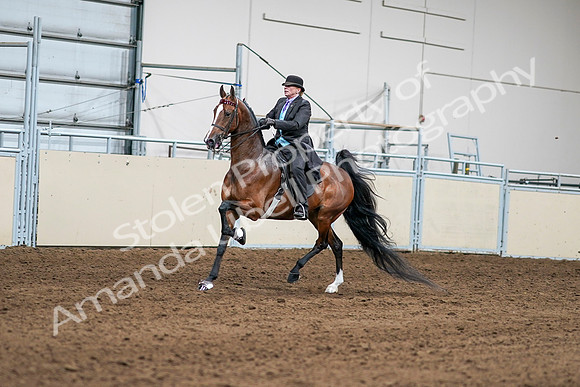 2020 - AB Morgan Horse - Sat, Sept 05 - 12969
