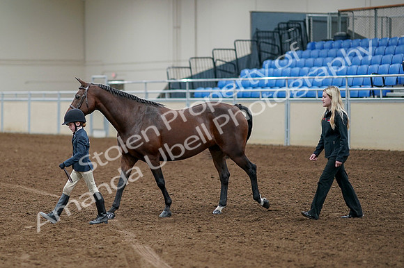 2020 - AB Morgan Horse - Fri, Sept 04 - 01025