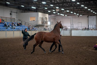 2019 Morgan Horse Show - Aug 31, 2019 - 00993